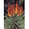 Семена Огън - Алое (Aloe ferox)