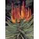 Семена Огън - Алое (Aloe ferox) Семена Огън - Алое (Aloe ferox)