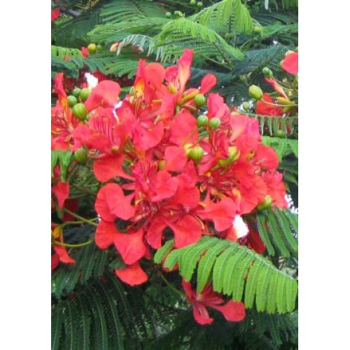 Семена Огнено дърво (Delonix regia)