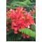 Семена Огнено дърво (Delonix regia)