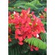 Семена Огнено дърво (Delonix regia)