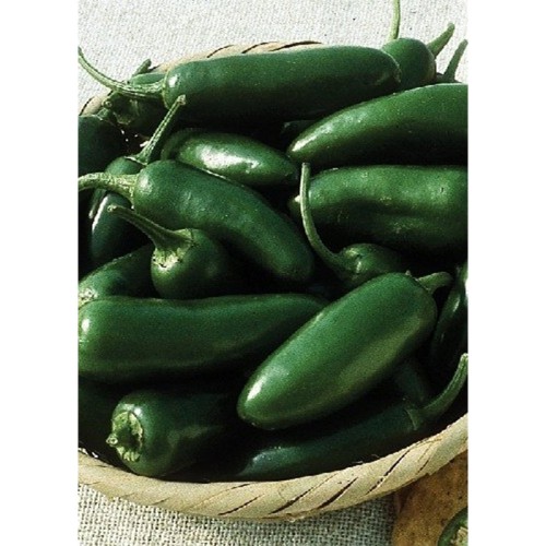 Organic Early Jalapenos Chilihills (Capsicum annum)
