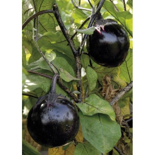 Семена Патладжан "Кръгъл от Валенсия" (Solanum melongena)
