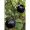 Семена Патладжан "Кръгъл от Валенсия" (Solanum melongena)