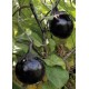 Семена Патладжан "Кръгъл от Валенсия" (Solanum melongena)
