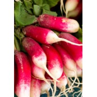 Семена Репичка "Френска закуска" (Raphanus sativus ssp.sativus)