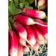 Семена Репичка , Френска закуска" (Raphanus sativus ssp.sativus)