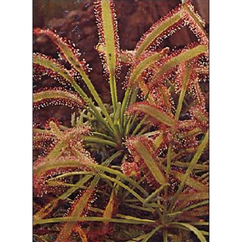 Семена Росичка (Drosera capensis) Семена Росичка (Drosera capensis)