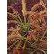 Семена Росичка (Drosera capensis)