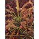 Семена Росичка (Drosera capensis) Семена Росичка (Drosera capensis)