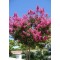 Семена Розата на Индия (Lagerstroemia indica violacea)