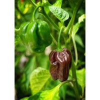 Семена Шоколадово Хабанеро Чили (Capsicum chinense) Семена Шоколадово Хабанеро Чили (Capsicum chinense)