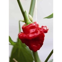 Семена Скоч Боне Ямайско Чили (Capsicum chinense) Семена Скоч Боне Ямайско Чили (Capsicum chinense)