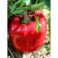 Семена Сладки Пиперки "Калифорния Уондър" (Capsicum annum) Семена Сладки Пиперки "Калифорния Уондър" (Capsicum annum)