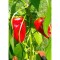 Семена Турски Люти Чушки (Capsicum annum)