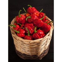 Семена Чили "Тринидад Моруга Скорпион" (Capsicum chinense) Семена Чили "Тринидад Моруга Скорпион" (Capsicum chinense)