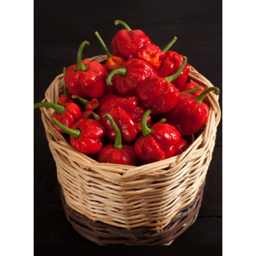 Семена Тибурон Чили (Capsicum annum) Семена Тибурон Чили (Capsicum annum)