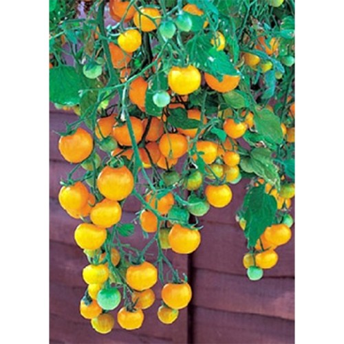 Tumbling Tom F1 Yellow (Lycopersicon esculentum)