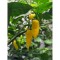Chili Pepper Seeds Aji Lemon