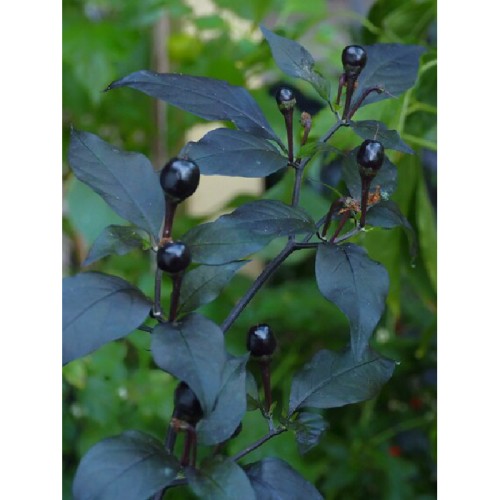 Chili Pepper Seeds Cuban Black