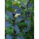 Chili Pepper Seeds Cuban Black