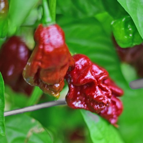 Семена от Чили 7 Pot Douglah Органичнo Кафяво (Capsicum chinense)