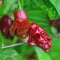 Семена от Чили 7 Pot Douglah Органичнo Кафяво (Capsicum chinense)