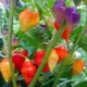 Scarlet Lantern Peru Chili Seeds (Capsicum chinense)