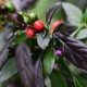 Семена от Чили Черна Перла Органично (Capsicum annuum) Семена от Чили Черна Перла Органично (Capsicum annuum)