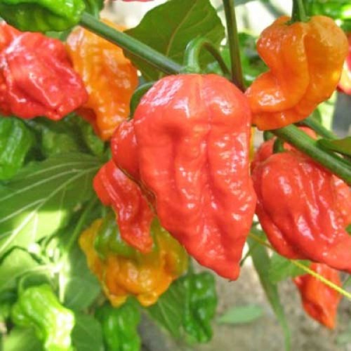 Семена от Чили Ghost Pepper - Bhut Jolokia Червено (Capsicum chinense) Семена от Чили Ghost Pepper - Bhut Jolokia Червено (Capsicum chinense)