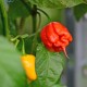Семена от Чили Каролина Рийпър (Capsicum chinense)