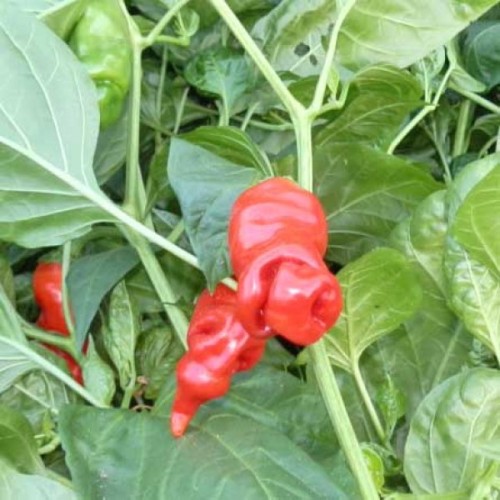 Семена от Чили Peter Pepper - Чушка Пенис Органична Червена (Capsicum annuum) Семена от Чили Peter Pepper - Чушка Пенис Органична Червена (Capsicum annuum)
