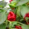 Семена от Чили Scotch Bonnet (Capsicum chinense)