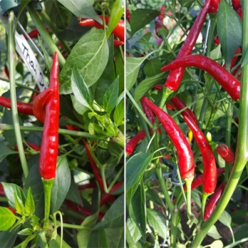 Семена от Чили Тай Драгън (Capsicum annuum) Семена от Чили Тай Драгън (Capsicum annuum)