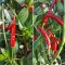 Семена от Чили Тай Драгън (Capsicum annuum)