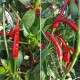 Семена от Чили Тай Драгън (Capsicum annuum) Семена от Чили Тай Драгън (Capsicum annuum)