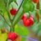 Семена от Чили Trinidad Scorpion Moruga (Capsicum chinense)