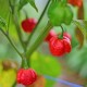 Семена от Чили Trinidad Scorpion Moruga (Capsicum chinense)