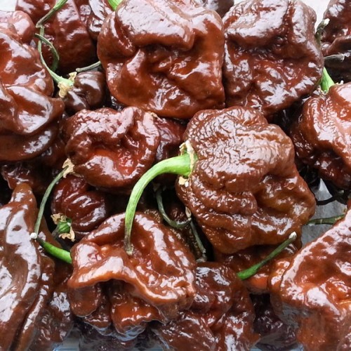 Семена от Шоколадово Чили Trinidad Scorpion (Capsicum chinense)