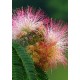 Семена Албиция, Персийско копринено дърво (Albizzia julibrissin `Rosea`) Семена Албиция, Персийско копринено дърво (Albizzia julibrissin `Rosea`)
